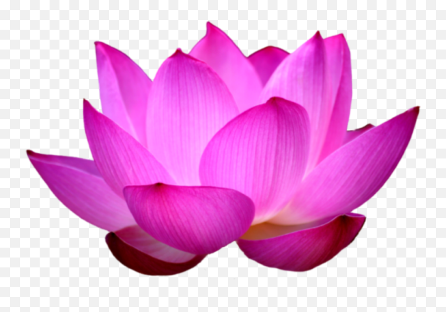 Lotus flower waterlily pink