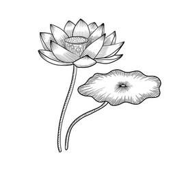 Lotus flower drawing vector images over
