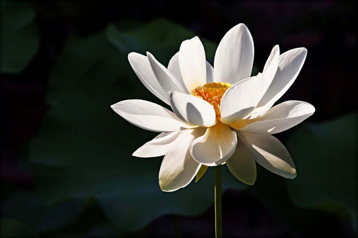 Lotus flower pictures