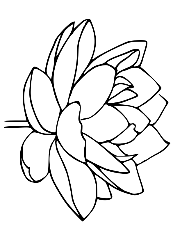 Lotus flower drawing for coloring page free printable nurieworld