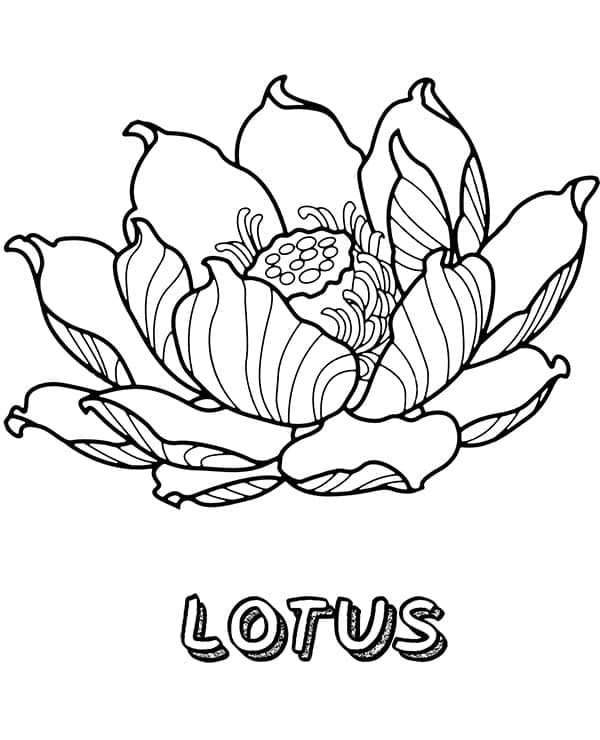 Lotus flower coloring page