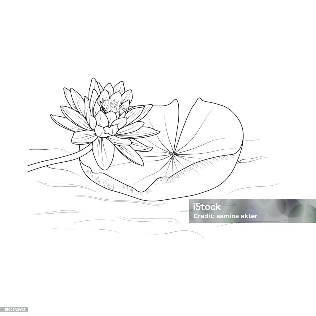 Lotus flower coloring pages for kids simple lotus flower outline drawings lotus clipart easy lotus flower vector art handdrawn waterlily lotus drawing egyptian lotus drawing lotus flower printable coloring pages easy flower
