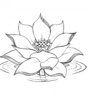 Top lotus coloring pages for your little ones coloring pages