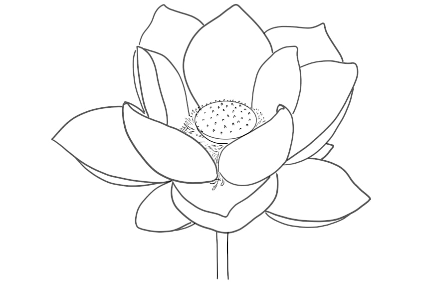 Flower coloring pages
