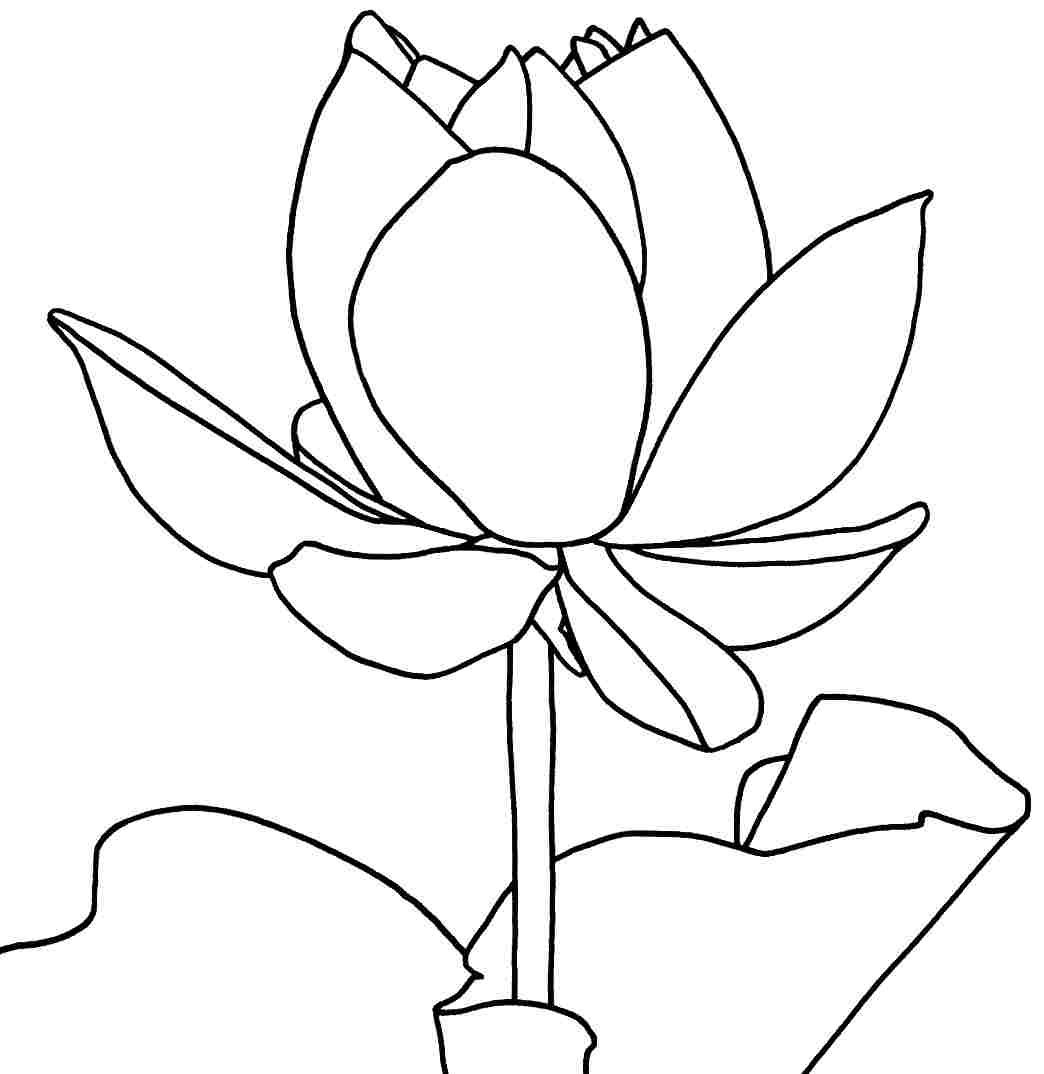 There is no doubt that coloring is one of the best ways to make kids engage in creatâ printable flower coloring pages flower coloring pages lotus flower drawing