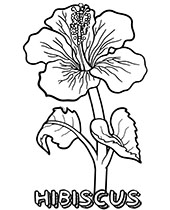 Flower of lotus coloring sheet page