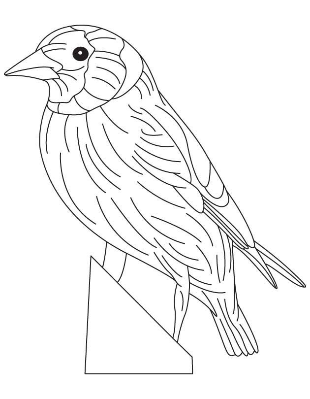 Eastern goldfinch coloring page download free eastern goldfinch coloring page for kids best coloring pages