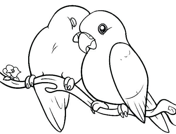 Parakeet coloring pages