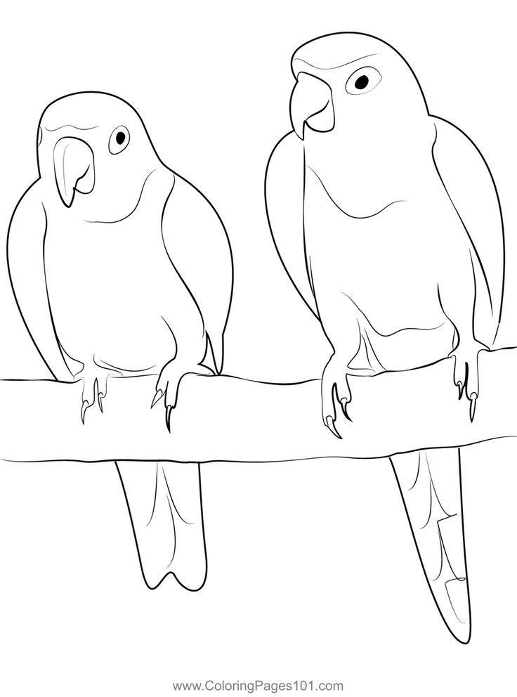 Beautiful love bird coloring page bird coloring pages coloring pages pencil drawings of animals