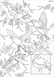 Love birds
