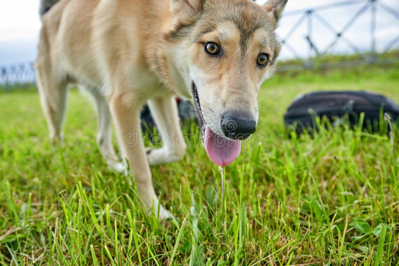 Point dog stock photos