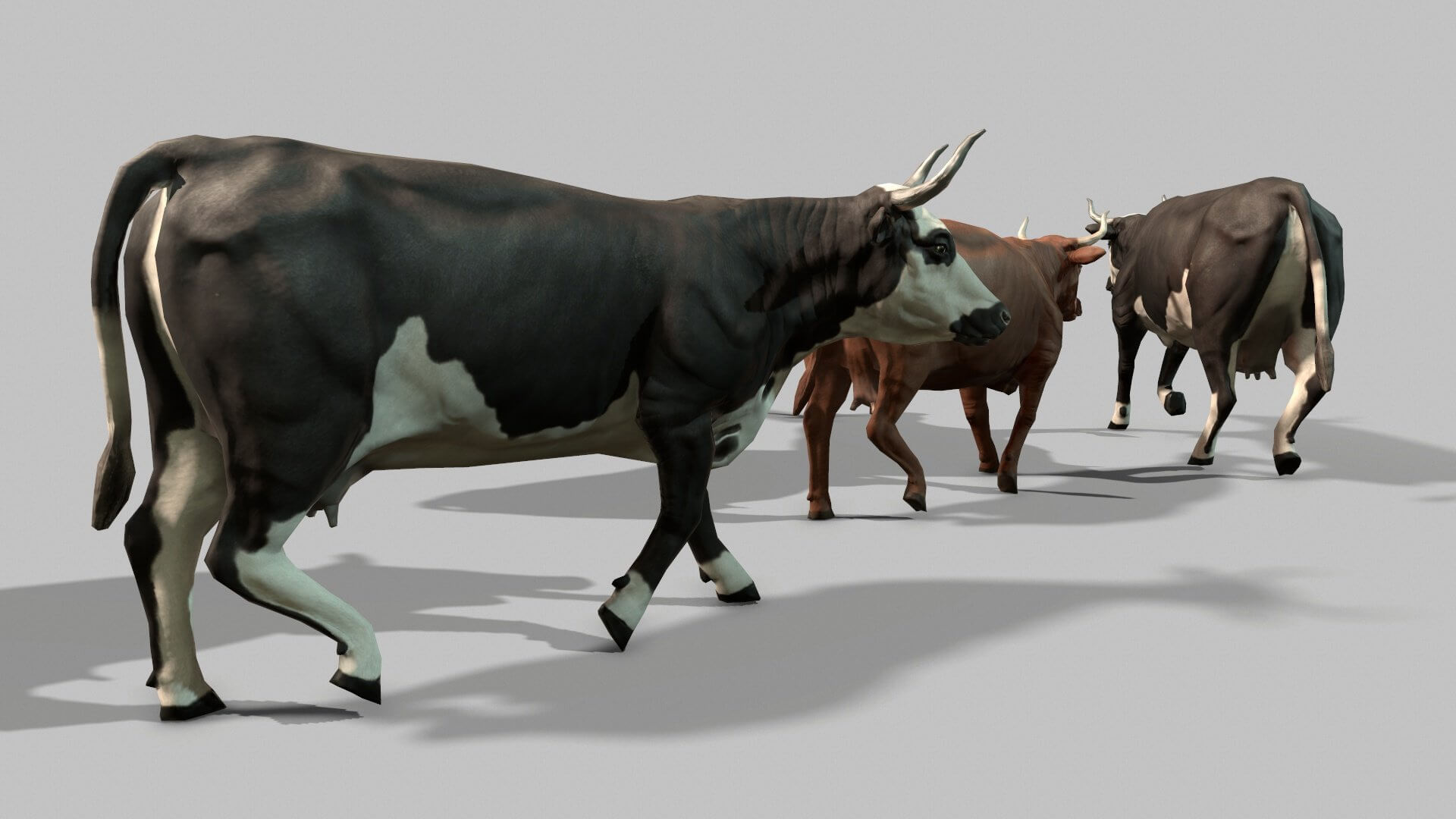 Animated cattle