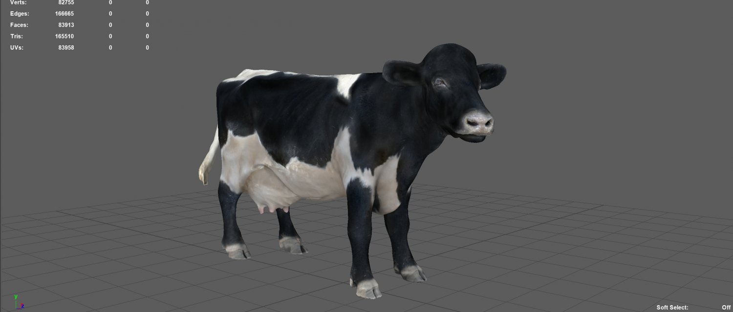 Realistic cow d model in cow