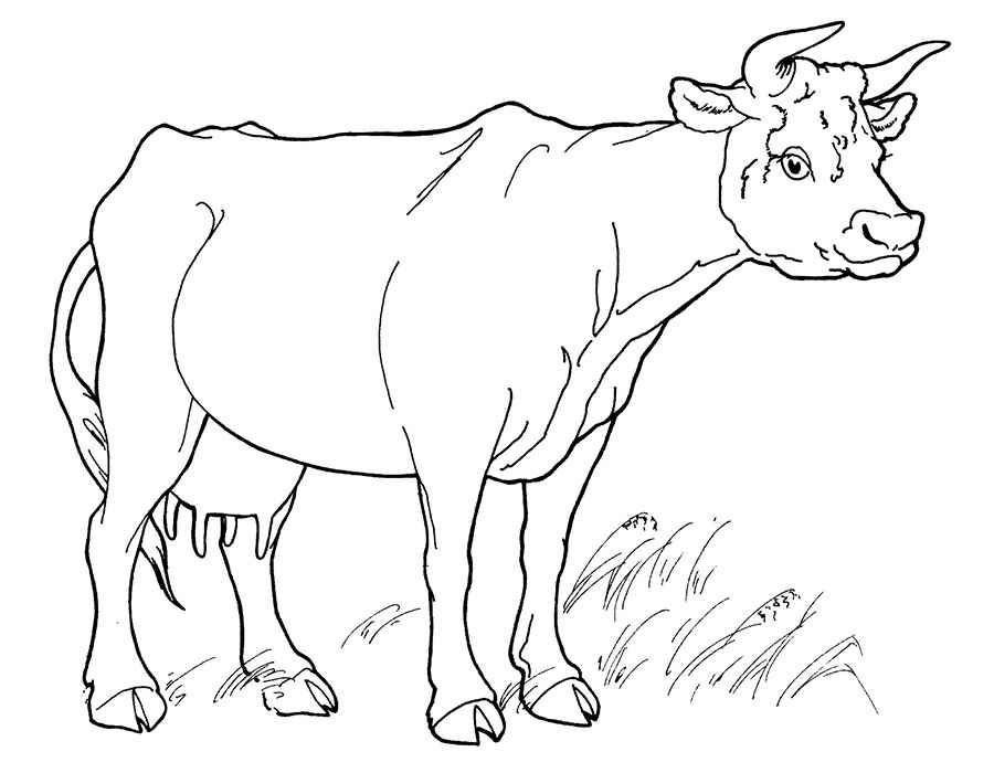 Big cow coloring page ausmalen