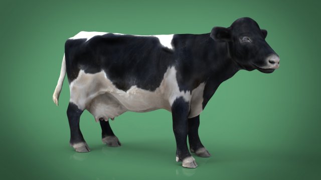Realistic cow d model in cow