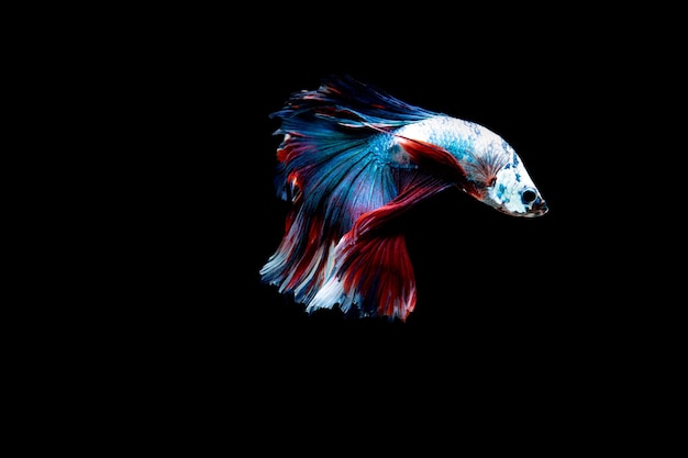 Page clownfish low poly images