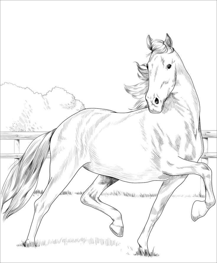 Hackney horse coloring page horse coloring pages horse coloring books horse coloring
