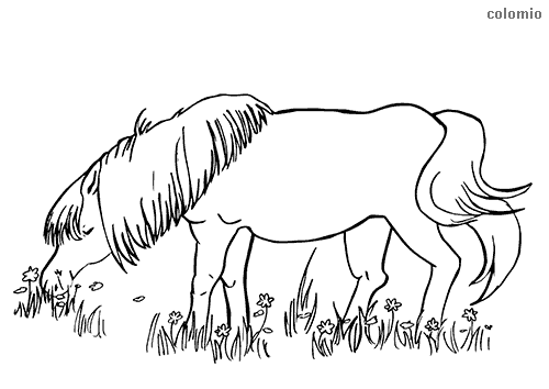 Horses coloring pages free printable horse coloring sheets