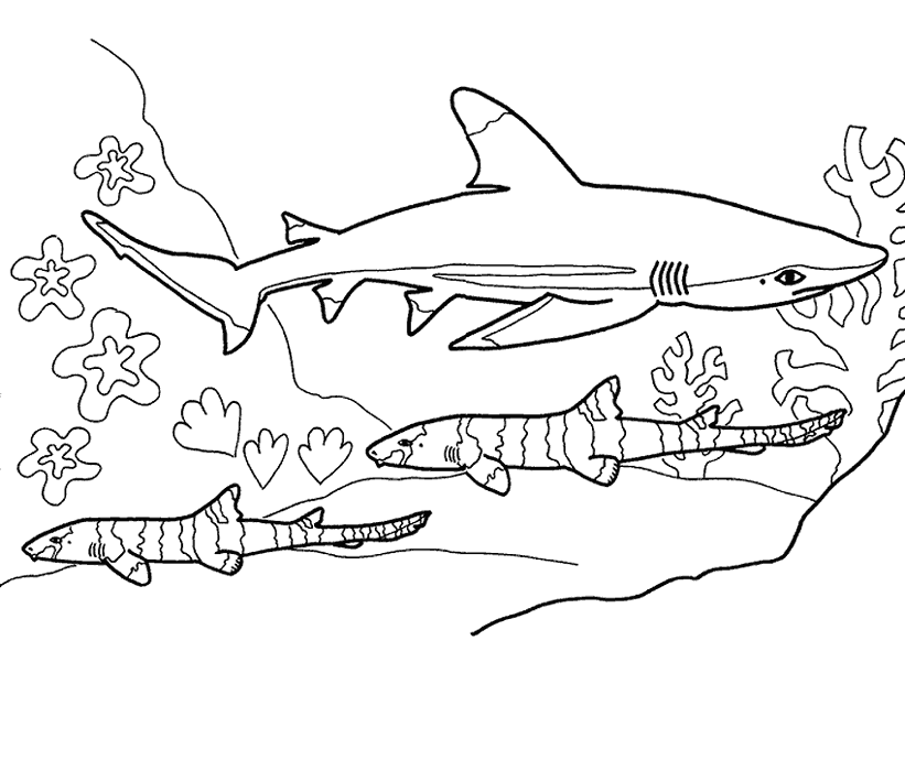 Blue shark coloring sheet blue shark eats small fish and squid babies are called pups groups areâ shark coloring pages shark pictures whale coloring pages