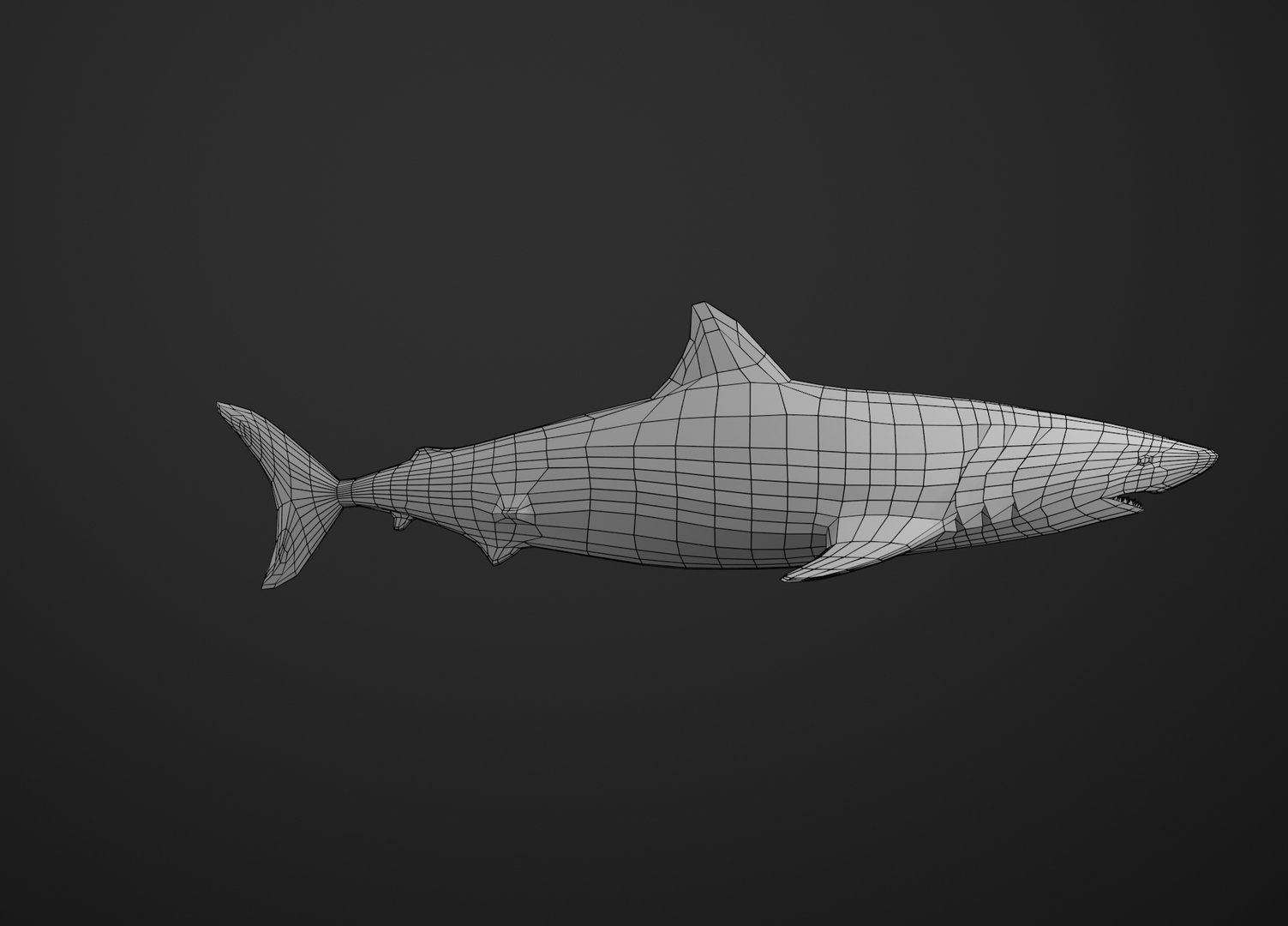 D shark swimming animation