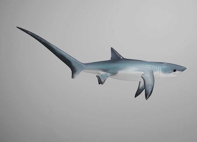 D model thresher shark vr ar low