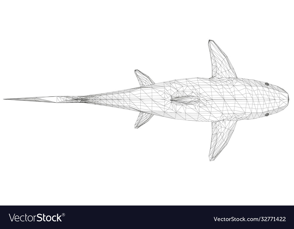 Wireframe low poly blue shark d view from above vector image