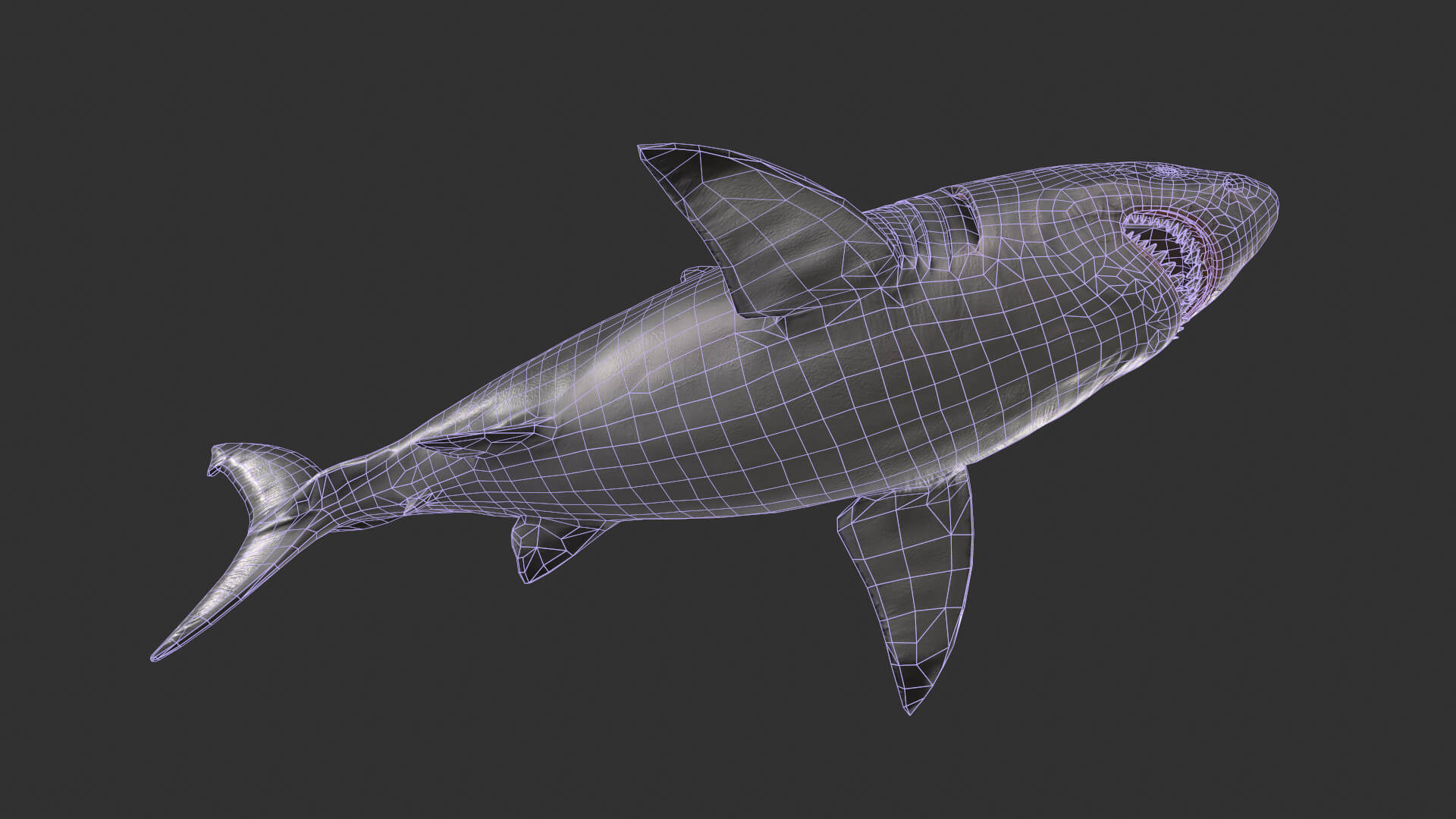 Great white shark