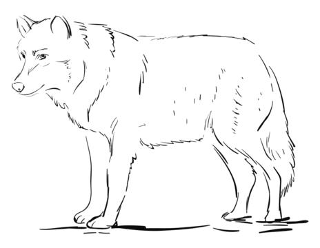 Wolf drawing png transparent images free download vector files