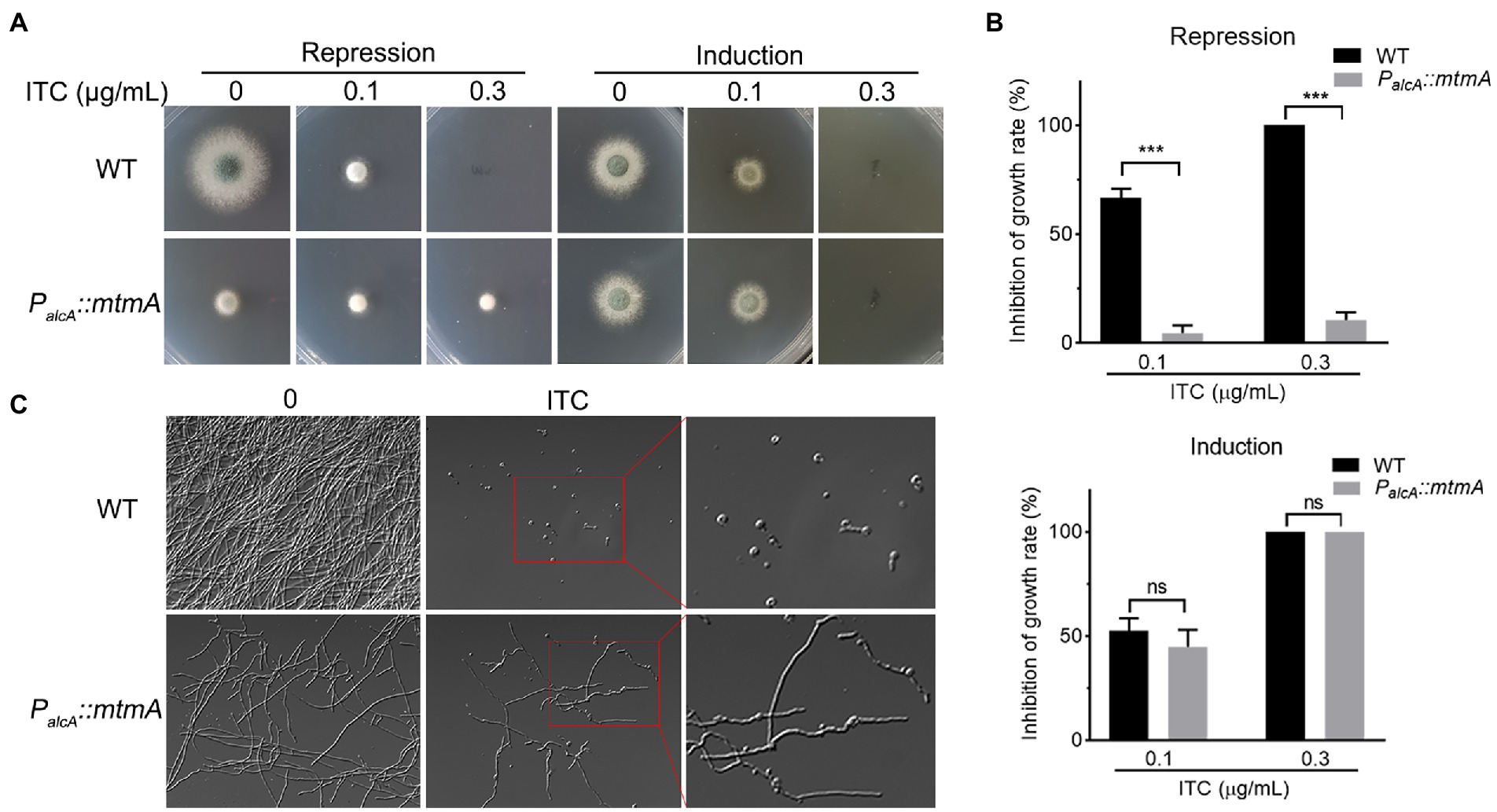 Frontiers the metal chaperone protein mtma plays important roles in antifungal drug susceptibility in aspergillus fumigatus