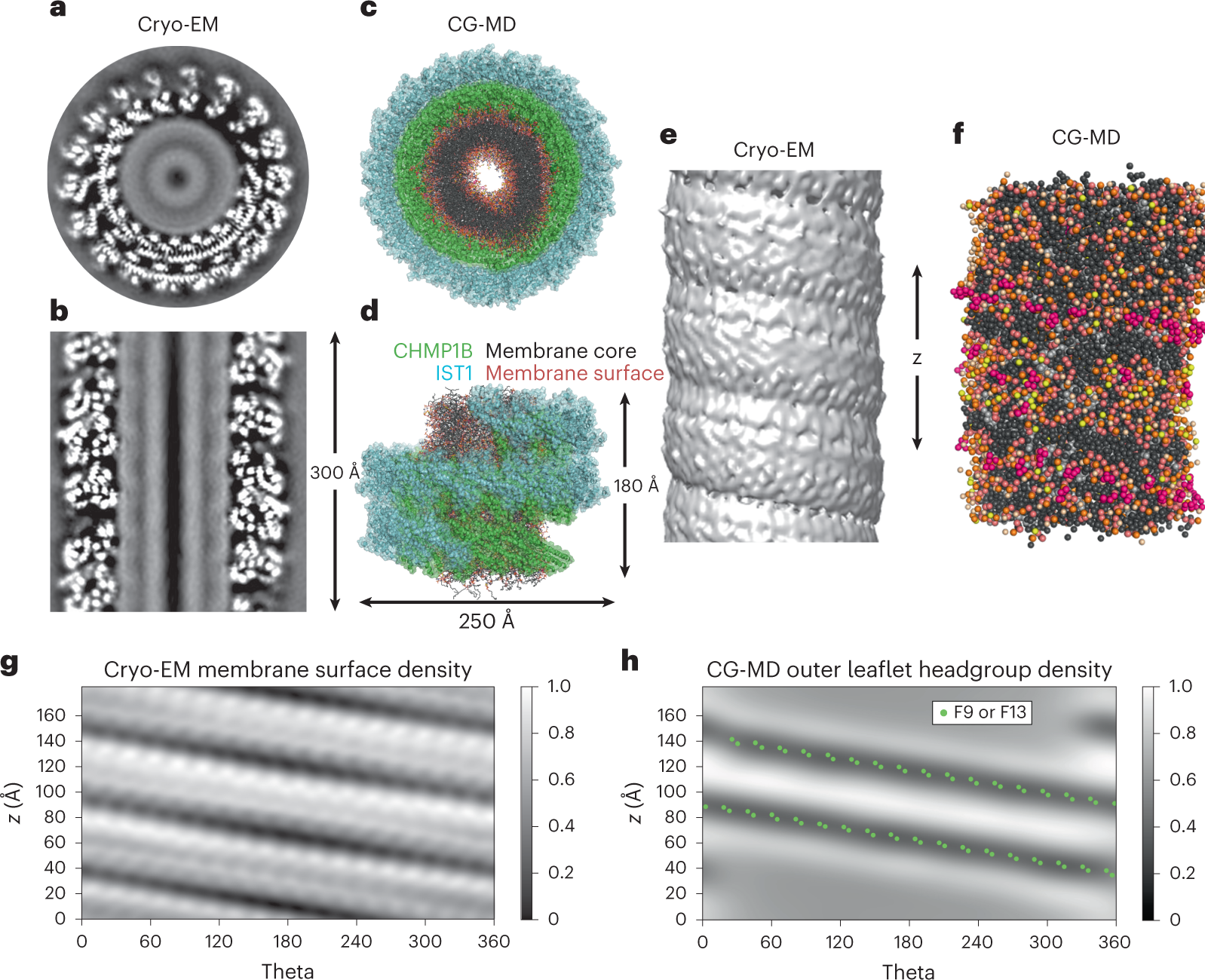 Brominated lipid probes expose structural asymmetries in constricted membranes structural molecular biology