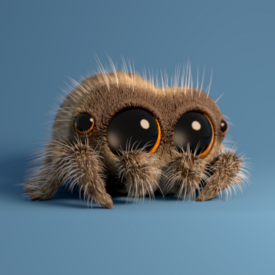 Lucas lucas the spider wiki