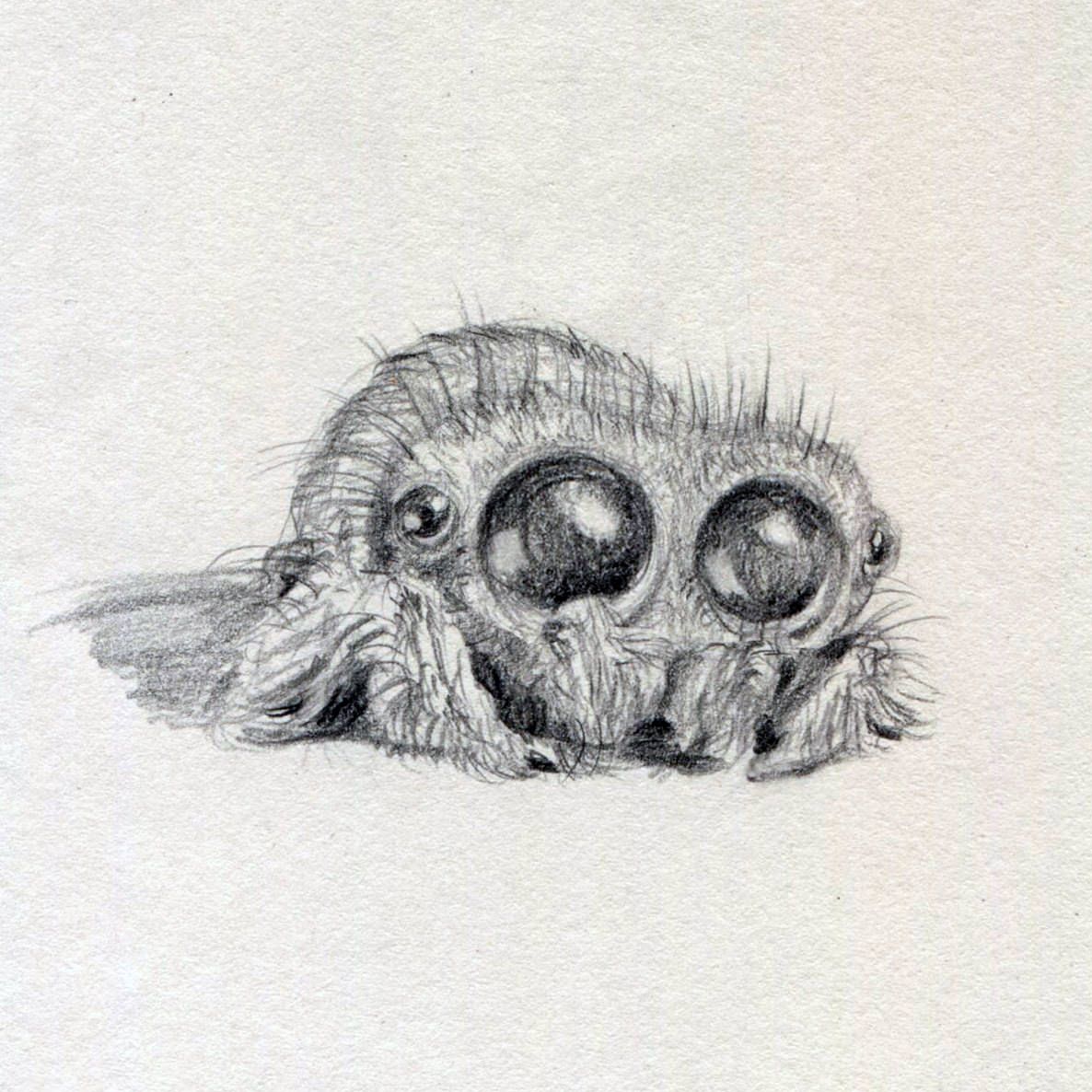 Lucas the spider lucas the spider spider drawing stippling art