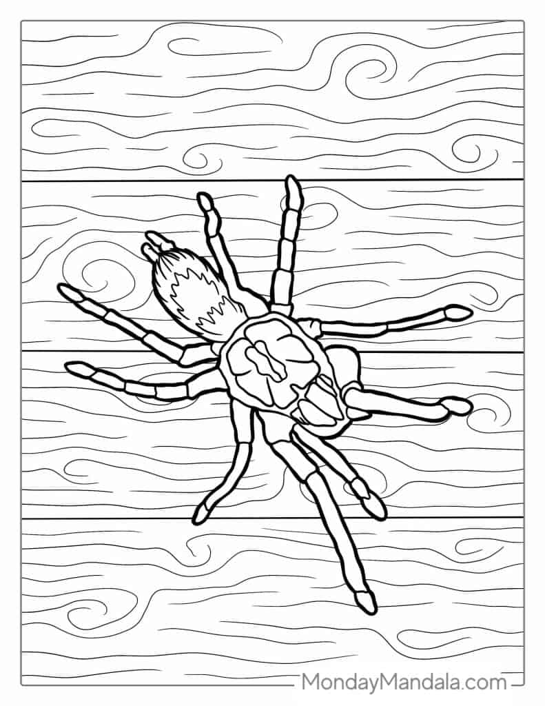 Spider coloring pages free pdf printables