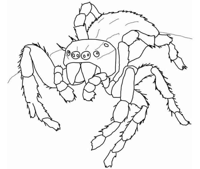 Realistic spider coloring pages spider coloring page animal coloring pages coloring pages