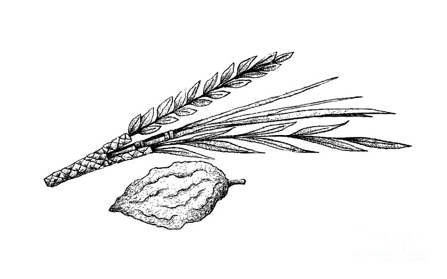 Hand drawn of lulav and etrog on white background drawing by iam nee
