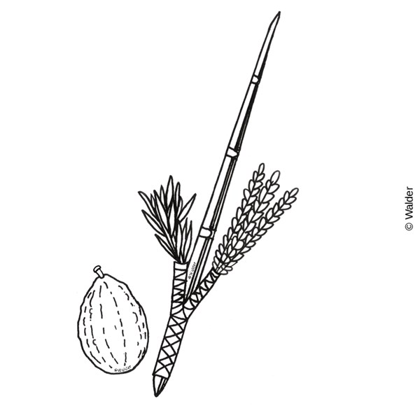 Lulav and esrog walder education