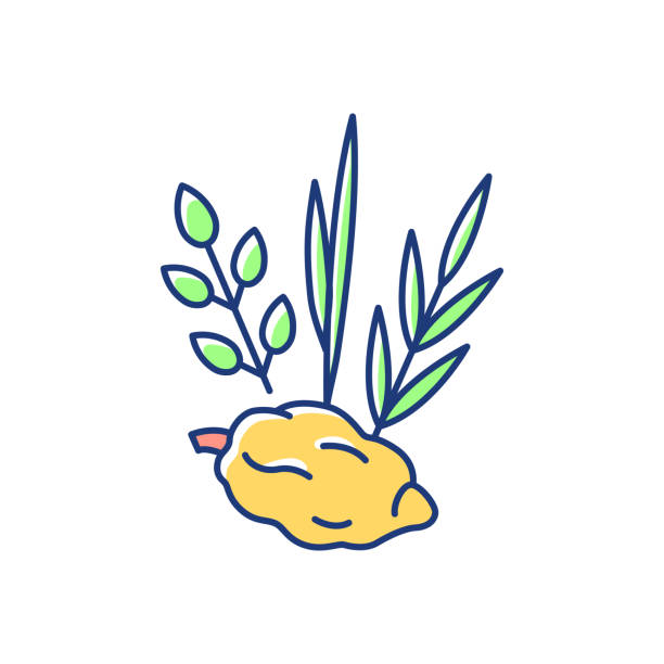 Lulav and etrog stock illustrations royalty