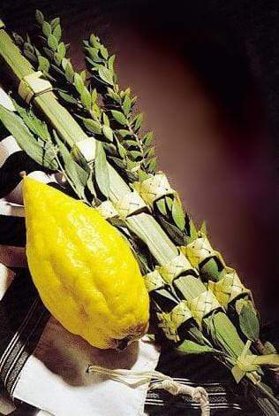 Standard etrog lulav set from israel