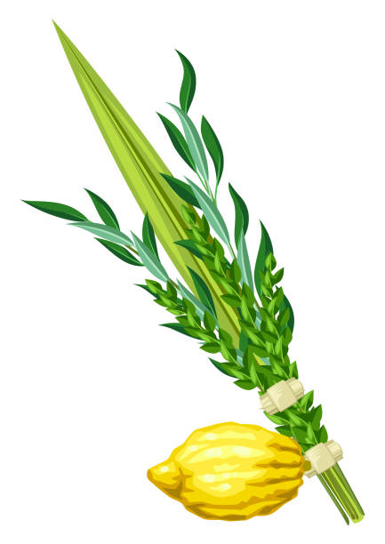 Lulav and etrog stock illustrations royalty
