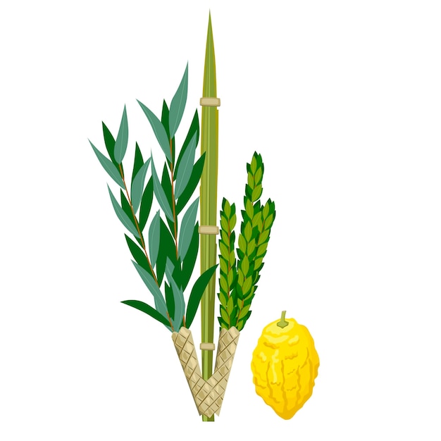 Premium vector happy sukkot traditional symbols of herbs and spices of the etrog lulav arava hadas vector