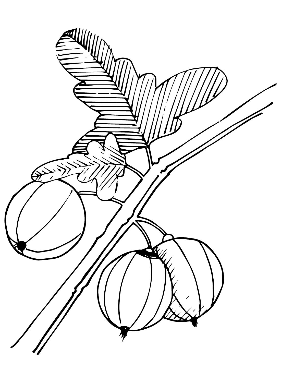 Gooseberry coloring pages printable for free download