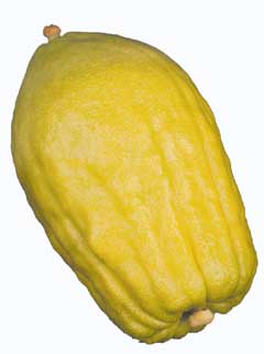 Lulav etrog sukkah order form