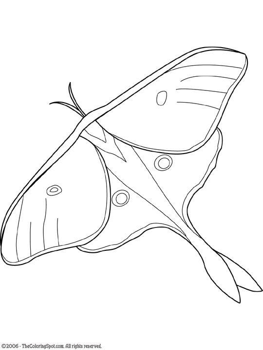 Luna moth coloring page audio stories for kids free coloring pages colouring printables