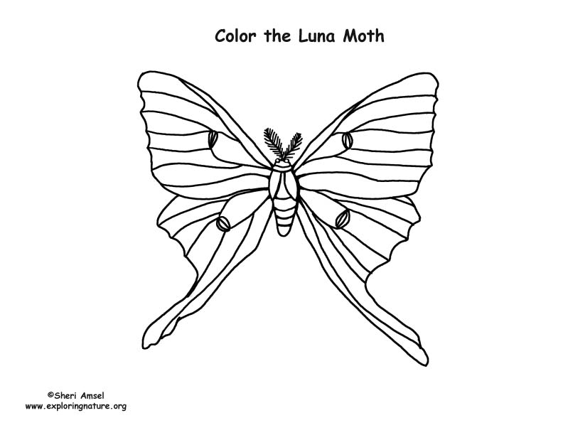 Luna moth coloring page