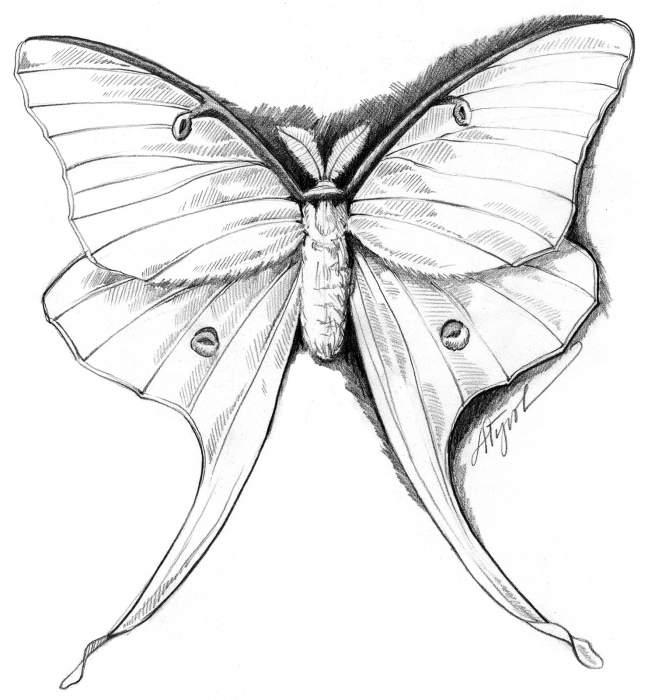 Flight of the luna moth the outside story