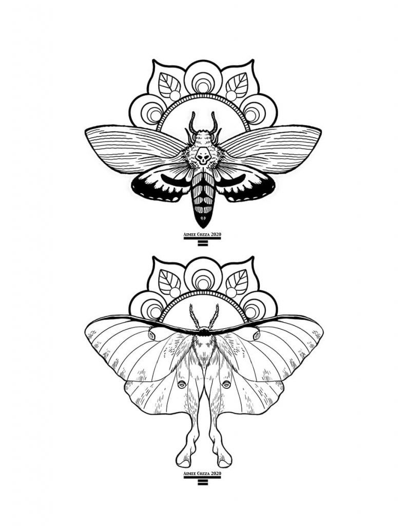 Moths coloring page download