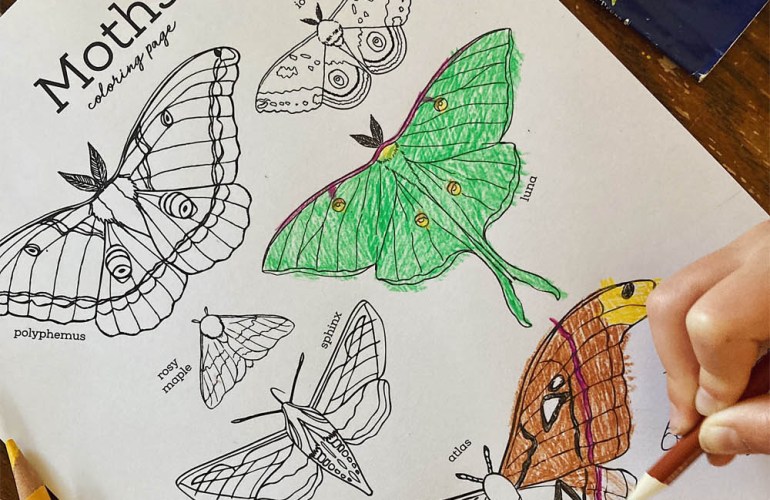 Amazing moths and night creatures â and free printables