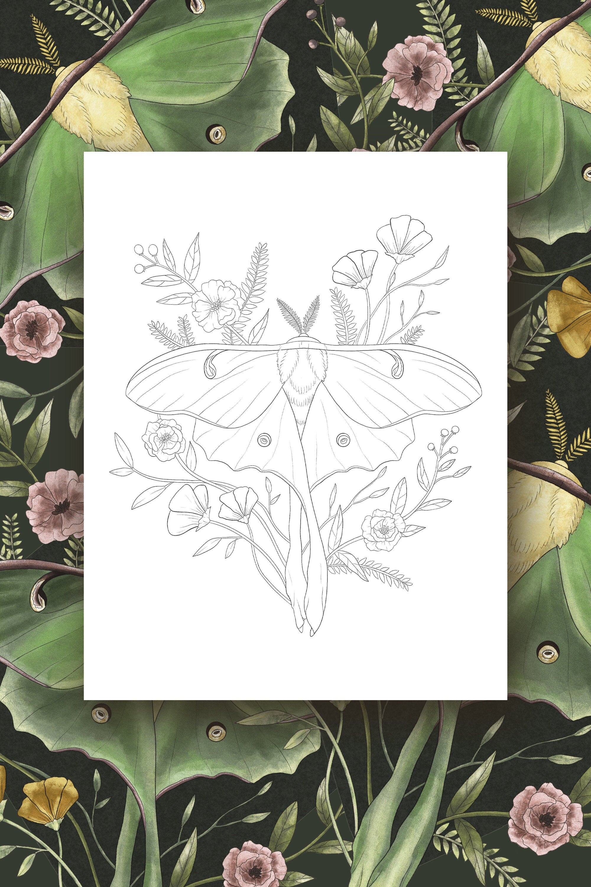 Luna moth coloring page
