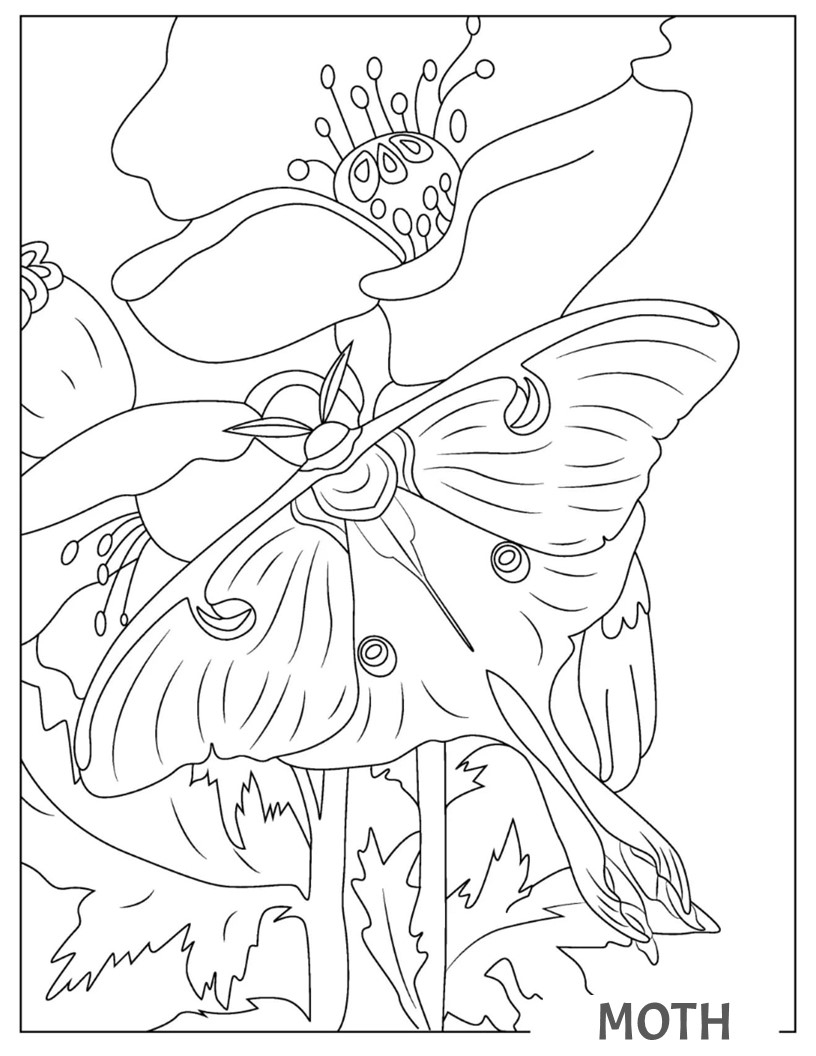 Coloring book of moth â coloring book for kids made by teachers