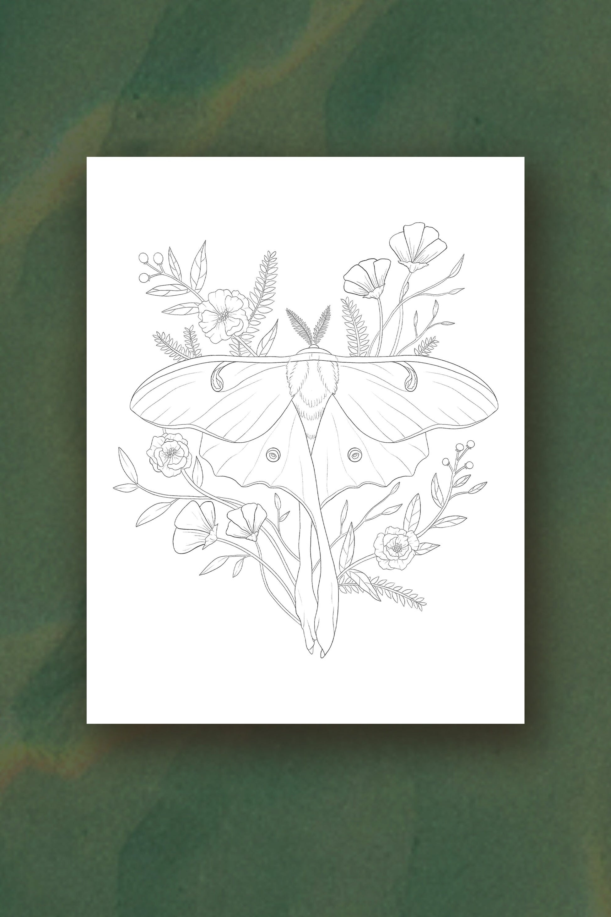 Luna moth coloring page